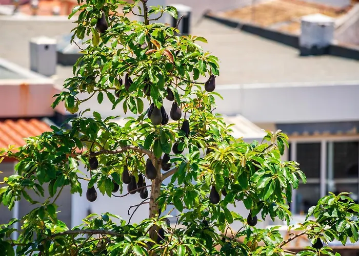 Dreamers Duplex With Seaview Faro