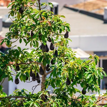 Dreamers Duplex With Seaview Faro